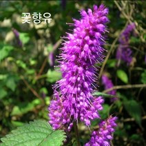 꽃향유 씨앗 3000립 꽃씨앗 포천매화동농장 야생화 씨앗 판매