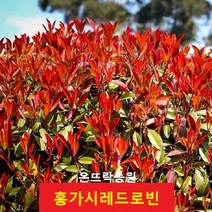 홍가시레드로빈 3년생 [온뜨락농원] 30~40cm