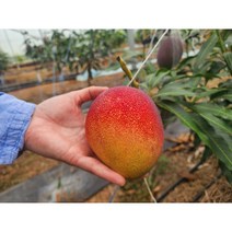 산지직송 제주 애플망고 미니 선물용 2kg 3kg, 미니애플망고 2kg, 1개