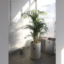 아레카야자[이레카야자/식물인테리어], 단품