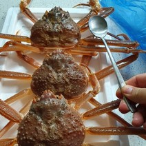 최상급 활 영덕대게 생물 포항 구룡포 박달대게 산지 직송, 국산대게 중 9.6~9.9cm 3마리