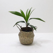 관음죽 소 해초바구니 집에서키우기쉬운식물 _ 256589EA, 쿠팡 본상품선택