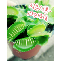 파리지옥/파리 나비 거미 등 곤충을 산 채로 먹어요