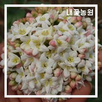 내꽃농원 분꽃나무(유럽종) 키 150cm (분) 개화주