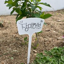 팻말 일자형 이름표 꽃이름표 화분픽 식물 화분팻말 수목표찰 화단 식물이름표 화분 36cm 878EA, 본품