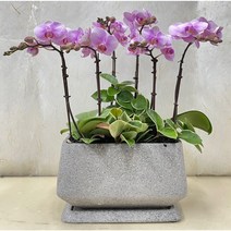 퀵 배송 서울경기-농장직영배송 강남 송파 서초 성남 잠실 서양난서양란 화분배달, 1.화이트