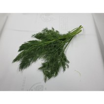 [특급] 허브딜 10 g 생잎 향신료, 1개