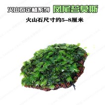 어항 그린 조미봉모스침목 풀 심는 것은 정하 조경 독 송이버섯 삼각 MOSS 빈백 괴고사리 2267706718, 화산석 정식함 -두꺼운 무드 미태
