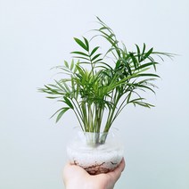 꽃파는농부 - 집에서 쉽고 재밌게 해볼 수 있는 공기정화 수경재배 DIY 키트, 테이블야자