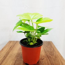 하늘꽃농원 팔손이 소품 공기정화식물, 1개