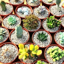 그리너리농장 선물용 미니다육이 답례품 선인장모음 리톱스 염좌키우기 토끼선인장 괴마옥 축전, 방울복랑