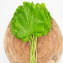 고추냉이잎 생와사비잎 당일수확 강원도철원 무농약 쌈채소 1kg