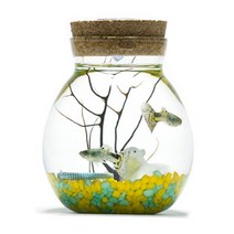 구피 물고기 어항 만들기 1인용, 단품