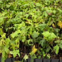 (GJ)가시없는 민엄나무묘목(음나무)(2리터 화분)2그루