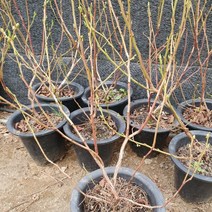 블루베리 삽목 4년생 분 (듀크) 1주, 본상품선택