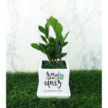 그린조아 개업 선물 실내 공기정화식물 화분 맞춤형 축하 메세지 꽃화분 배달 입주 집들이 이사 가게오픈 카페 식당 승진 사무실, 홍콩야자, 쇼핑백O