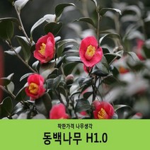 착한가격 나무생각 동백나무 H1.0