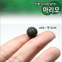 자연과사람 오리지날 마리모 [약 1cm] 1개
