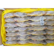 참조기 2.5kg(52미 내외)/ 3.6kg(60미 내외)/ 4kg(40미 내외), 3.6kg(60미 내외)