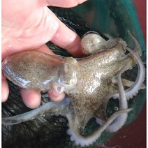 남해안 활쭈꾸미 당일조업 산지직송 쭈구미1kg(15미내외) 금테문어, 활쭈꾸미1kg