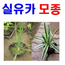(D소망)야생화 실유카모종(포트) 2개)(무늬 아님)