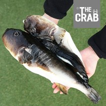 동해안 자연산 복어 손질복어, 밀복 3kg (2-4미/냉동), 1개