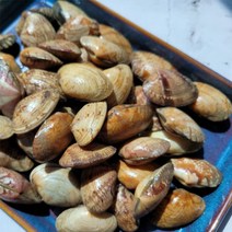 남해안 제철 바지락 500g/1kg 해감바지락 조개탕 샤브샤브 해물찜 왕바지락 캠핑해산물, 1kg