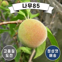 (나무85) 복숭아나무 11종 시리즈, 7. 천홍 접1
