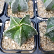 난봉옥 다육식물 선인장