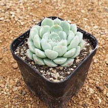 [다육식물]아르바, 1개