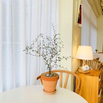 앙플랜트 플랜테리어 마오리 코로키아 소포라 토분 set, 마오리소포라중품/이태리투톤황토분+세척화강토+에그스톤