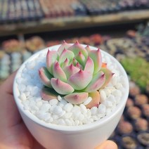 그리너리농장 다육이 선인장 20종 하얀색 화분에 담은 식물, 시모야마 콜로라타, 1개