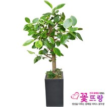 꽃뜨랑 개업화분 전국당일꽃배달 스투키 행운목 금전수 황금죽, 1개, a05 벵갈나무