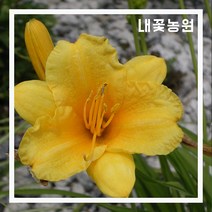 내꽃농원 왕원추리 포트 3주 묶음