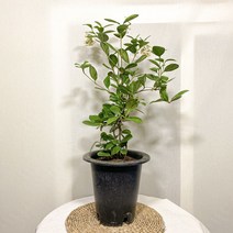 오모수 대형, 1개