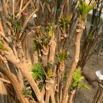 광일농원 참죽나무 가죽나무 1년생 묘목 20개