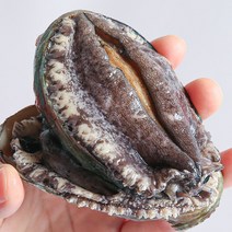 전남 청정해역 완도 활 전복 1kg 1.3kg 선물세트, 전복 선물세트 1.3kg 10미 산소포장
