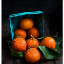 프리미엄 과일 제주 고당도 레드향 한라봉 3kg 5kg 선물포장, 레드향/5kg/대과(20수 이내)