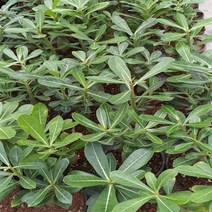 행복한꽃순이 석화 사막의장미 묶음, 20개