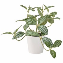 이케아 페이카 인조식물+화분 실내외겸용 페페로미아 18x15cm 화분지름6cm 폴리에틸렌