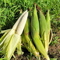 동강산들애 햇 미백 찰옥수수 상품(15cm이상), 찰옥수수 상품((15cm이상) 20개