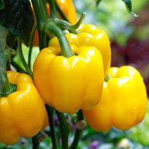 식용 미니 피망 파프리카 채소 종자 아골드 씨앗 종묘사 판매 _ 22092786EA, 쿠팡 3번샵 본상품선택