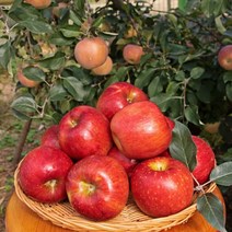 청송 안동 부사 흠집 못난이 햇 가정용 사과 2kg-5kg, 2kg, 대과(8과내)