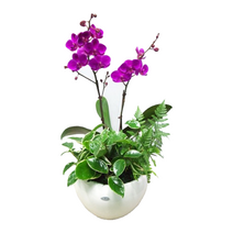 웰컴플라워 동양난 서양난 동서양난, 10 만천홍(소), 1개