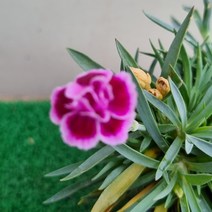 [다온야생화] W2351 향기패랭이 (투톤) (9cm) [랜덤]