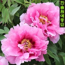 일본 고급 개량 겹꽃목단(모란) 접목3년(2~3지), 31. 토레야