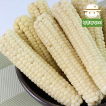 쫀득함 그대로 살아있는 괴산 급냉 대학 찰 옥수수(중) 30개, 단품
