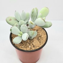 인플랜츠팜 방울복랑 다육 반려식물 농장직영 배송