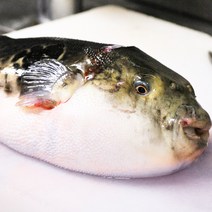 손질 복어 탕거리 500g 복지리 보양식 복국 까치복 은복 황복 참복 자주복, 참복 500g 3미내외, 1개