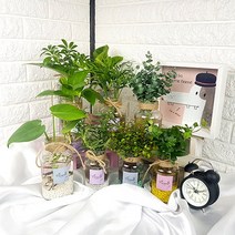 미스터허브 초보자용 수경재배식물 수경식물 수경화분 모종 키우기, 16_파키라